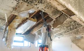 Best Environmental Consulting for Mold Prevention  in Brooksville, MS